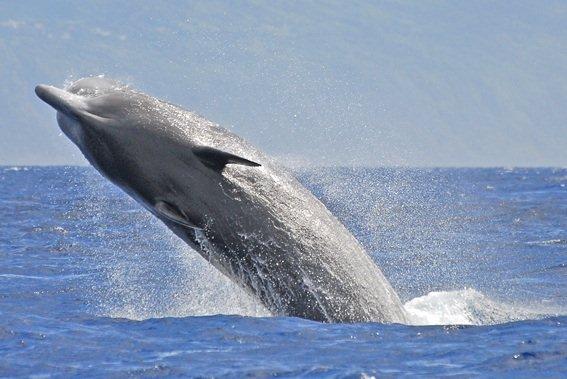 Bottlenose whale breach madruga
