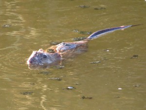 Common Muskrat- Ormond Beach wetlands