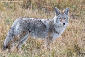 Coyote, Canis latrans. Coyote subspecies: Mountain coyote, Canis latrans lestes from Yellowstone National Park, Wyoming, USA.