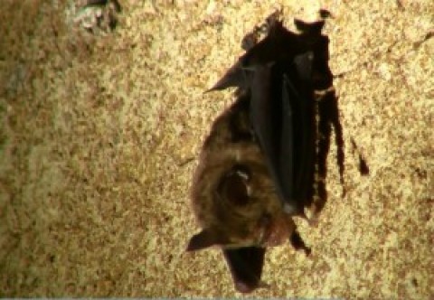 Check for bat ID’s Borneo