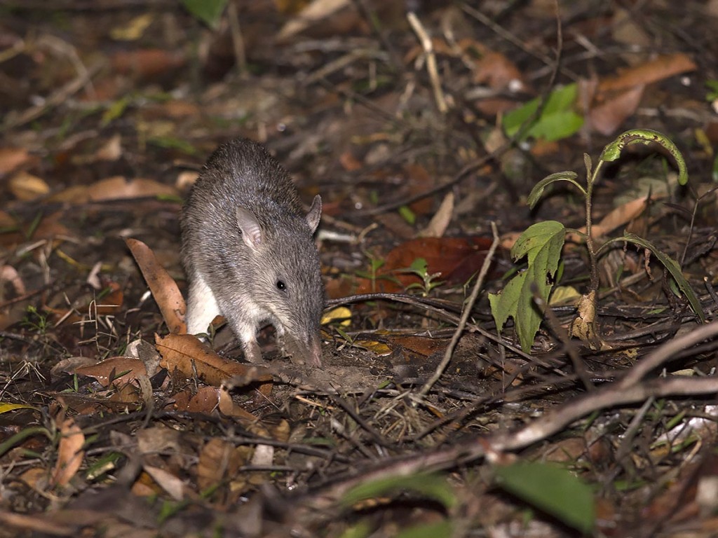 Northern Long-nosed Bandicoot