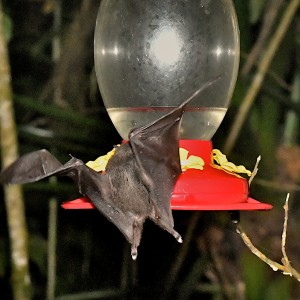 EC-feeder-bat