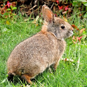 EC-rabbit