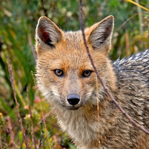 EC-square-fox
