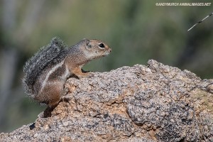 harris-anetlope-squirrell-015
