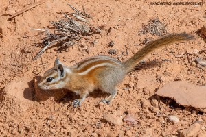 hopi-chipmunk-006