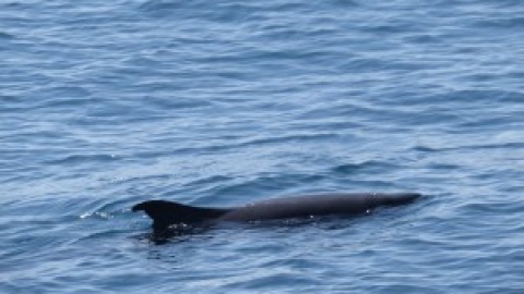 Identification help with a cetacean photographed off Sri Lanka