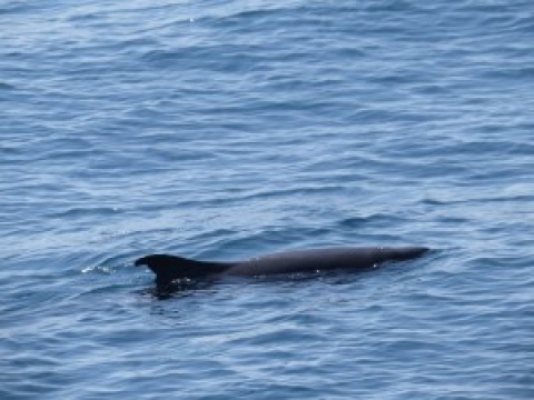Identification help with a cetacean photographed off Sri Lanka