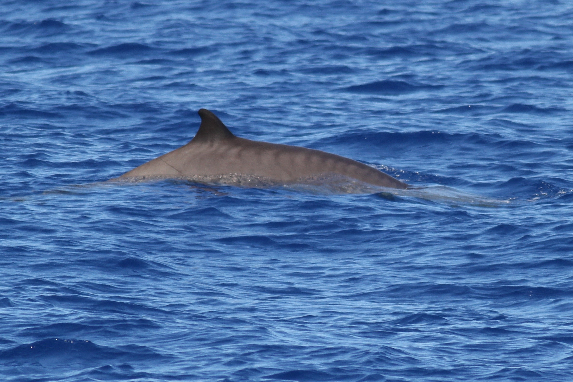 Mesoplodon europaeus