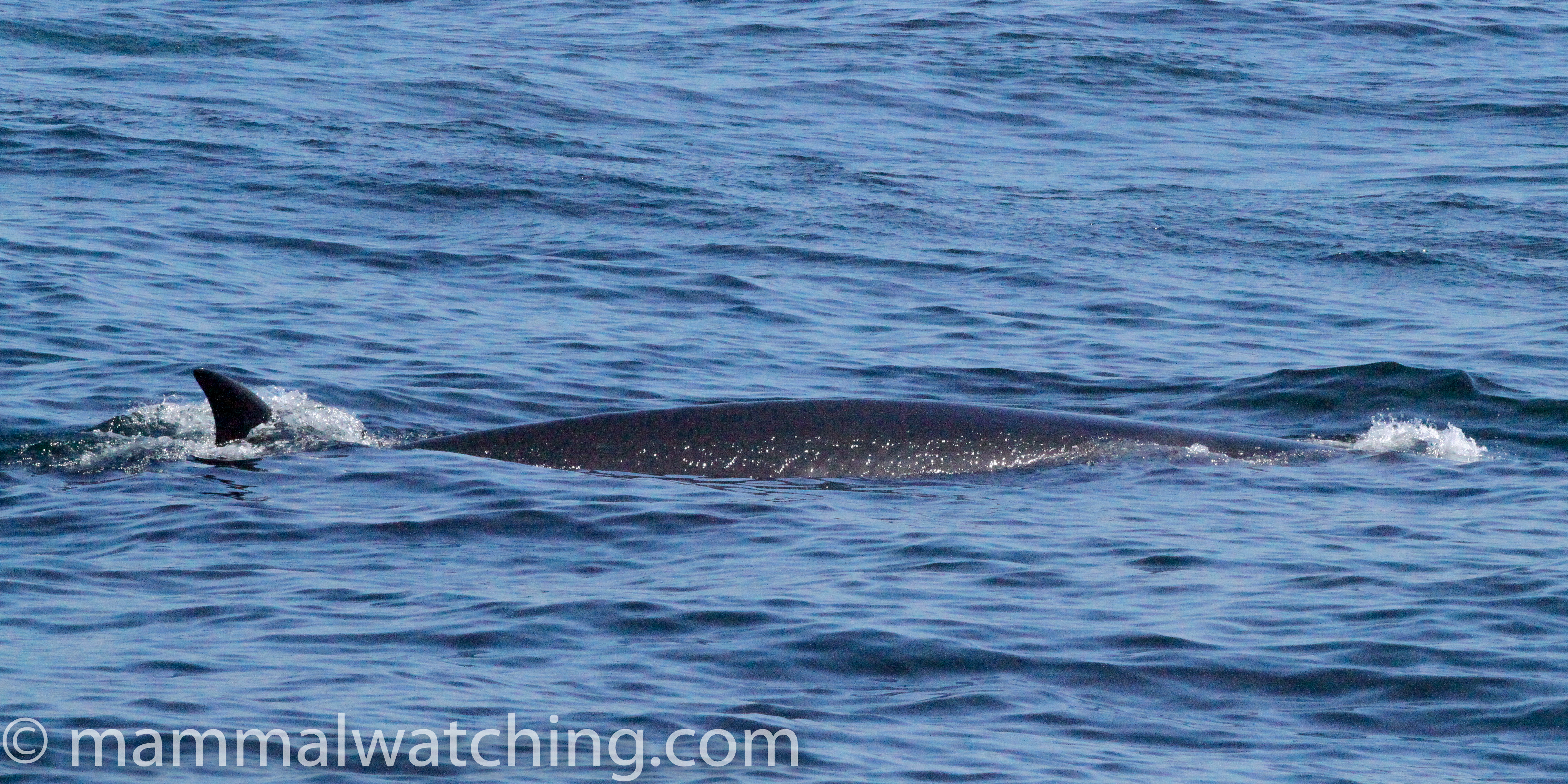 Balaenoptera borealis
