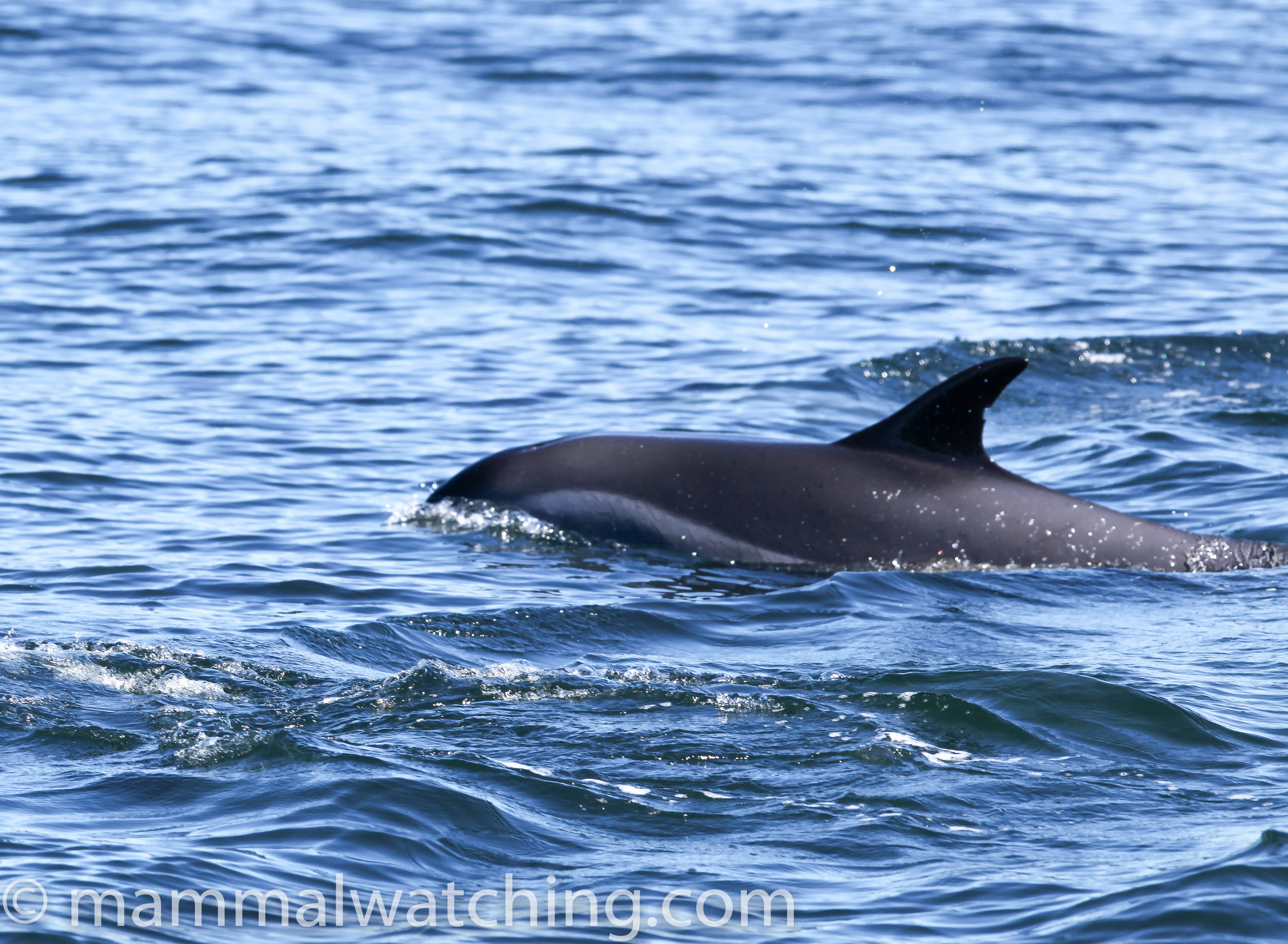 Lagenorhynchus acutus