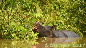 Javan rhino in Ujong Kuon