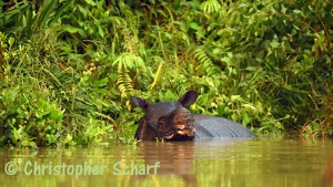 Javan Rhino - Indonesia