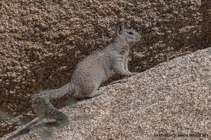 joshua-tree-2016-044