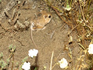 Kangaroo rat from borrego palm canyon area (1)