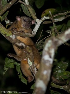 Kinkajou-Climbing