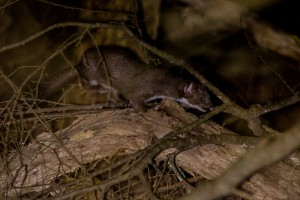 long-tailed-weasel-fixed-2