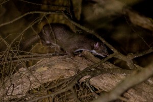 long-tailed-weasel-fixed-2