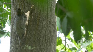 Mammalwatching thai report colugo 2018