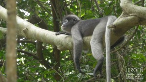 Mammalwatchint thai report leaf monkey 2018