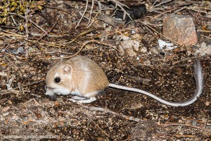 merriams-kangaroo-rat-027