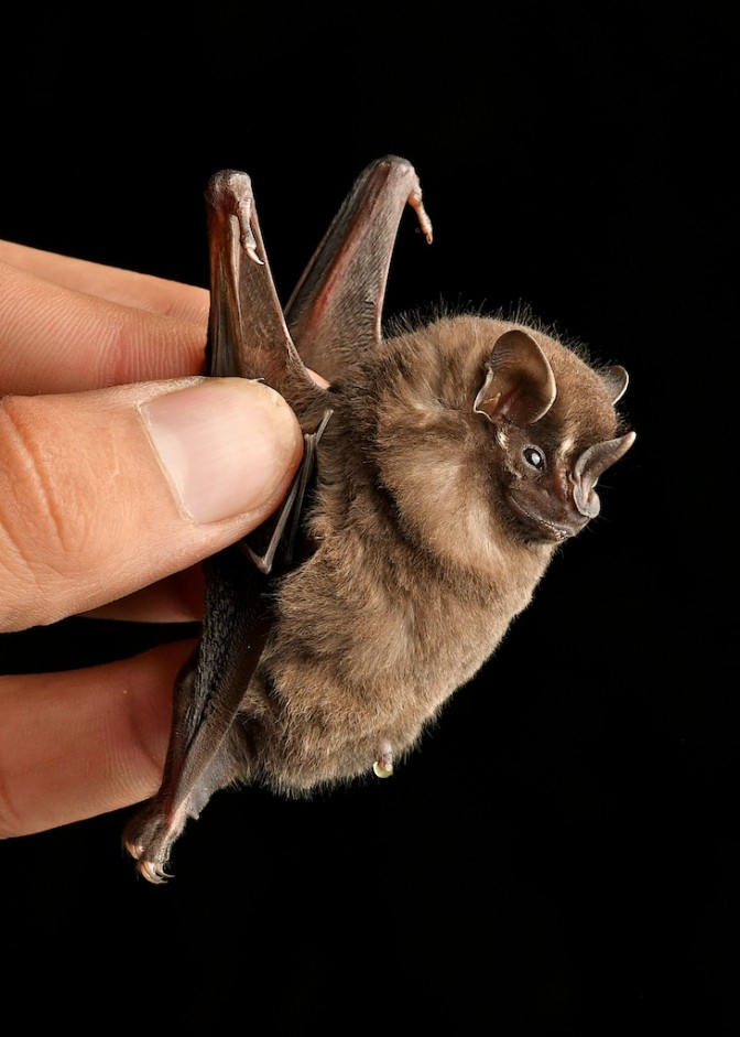 Nicaragua 11 Dec to 16 Dec 2017 (56 spp incl Tricolored Bat) Mammal Watching