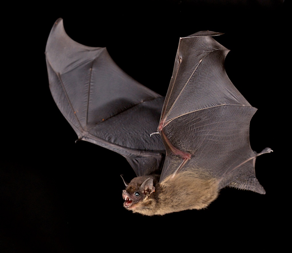 Nicaragua 11 Dec to 16 Dec 2017 (56 spp incl Tricolored Bat) - Mammal