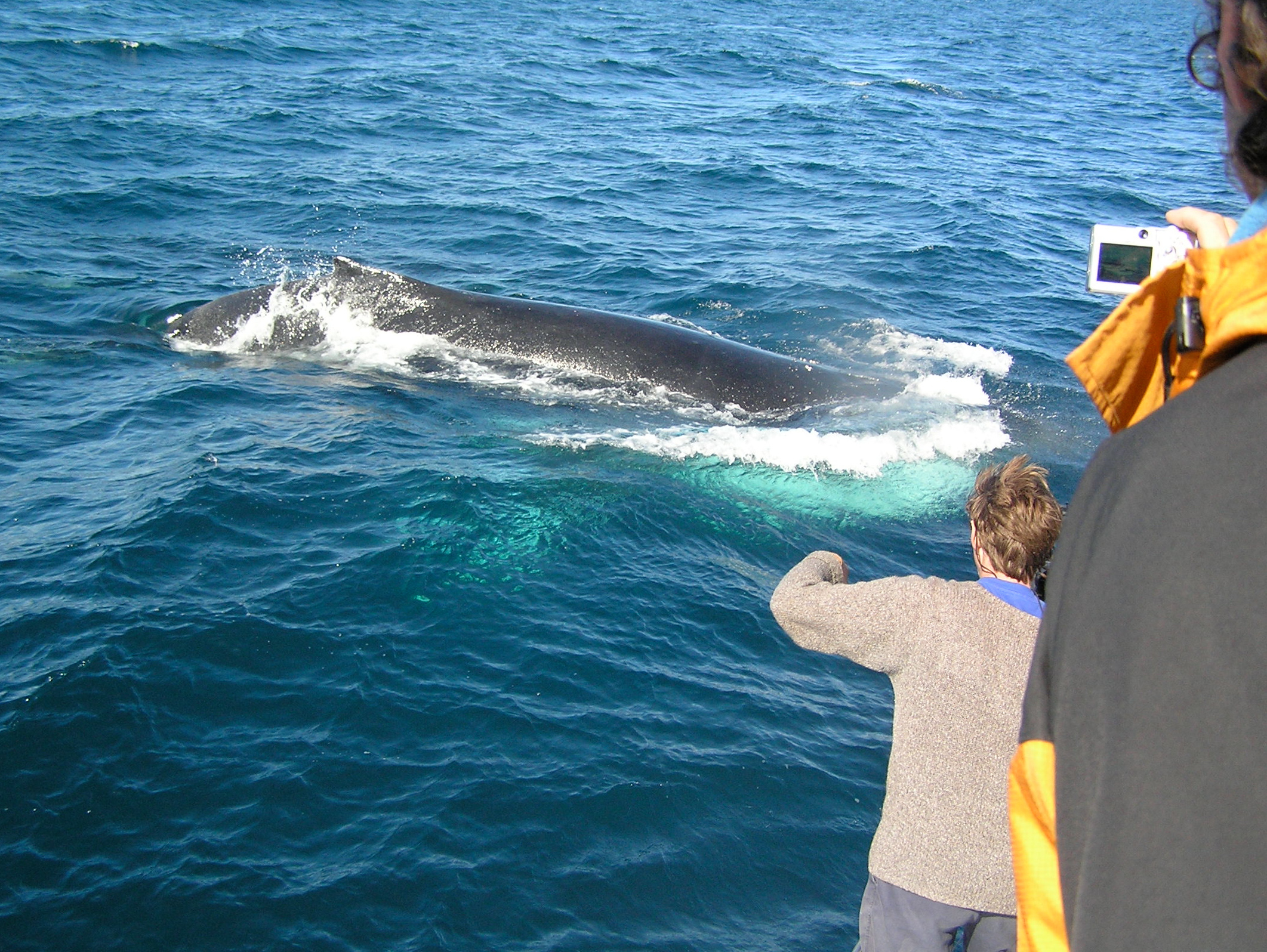 Megaptera novaeangliae