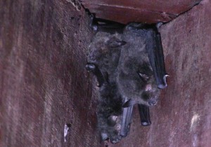 Ridley's Myotis