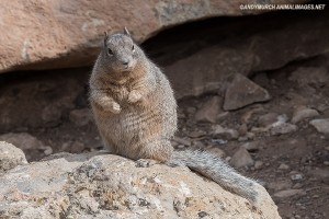 rock-squirrel-006