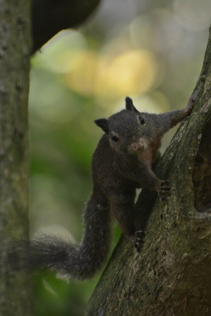 Supposed Celeb's dwarf squirrel