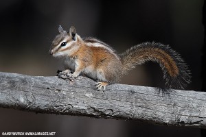 uinta-chipmunk-013