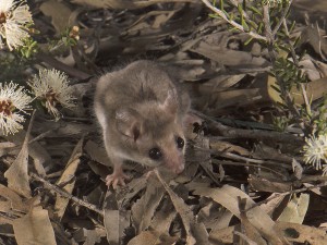 Western Pygmy-possum