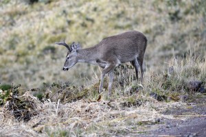 White Tailed Deer