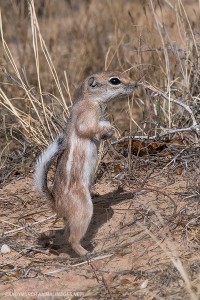 whitetail-antelope-squirrell-044