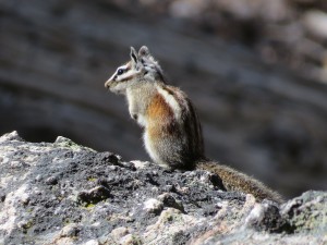 alpine, lodgepole, taken at 11kfeet on trail to mt. whitney