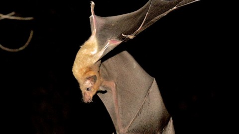 Lesser Long-nosed Bat site in Arizona