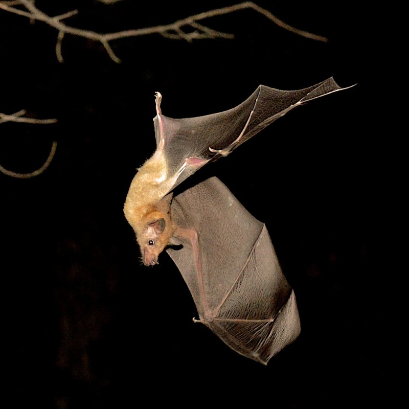 Lesser Longnosed Bat site in Arizona Mammal Watching