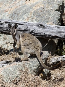 Black-footed rock-wallaby