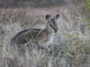 Bridled Nail-tailed Wallaby