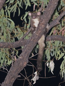 Central Greater Glider