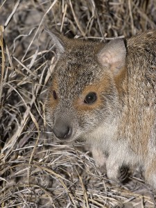 Spectacled Hare-wallaby
