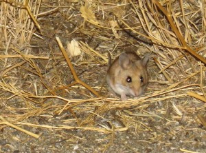 thinking deer mouse- taken about 10 miles from southern entrance