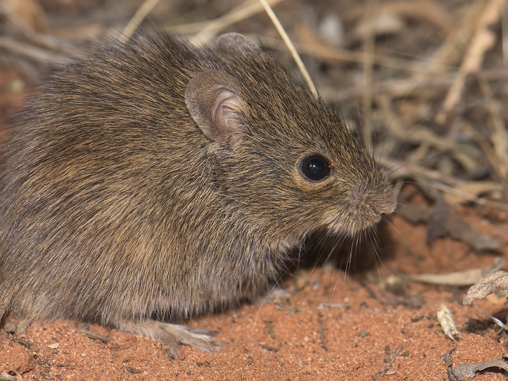 Desert Mouse - Pseudomys desertor