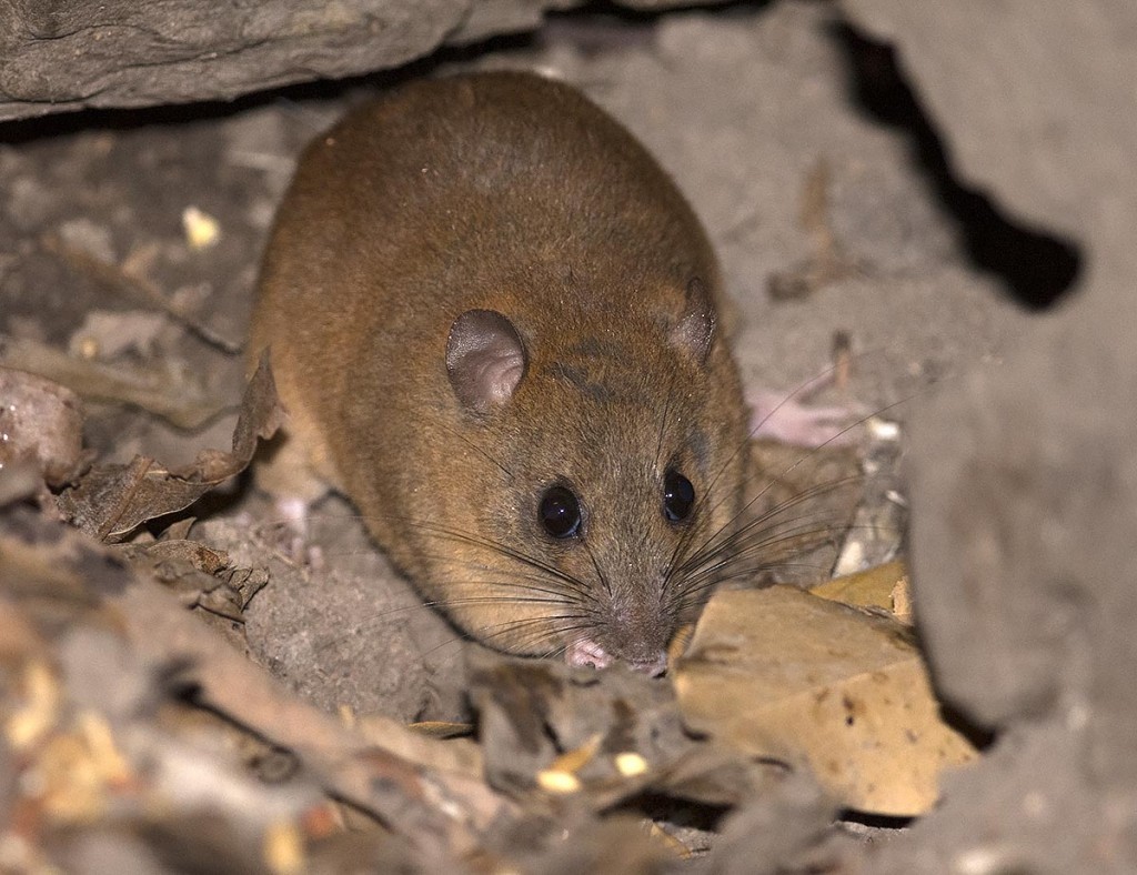 Fawn-footed Melomys