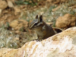 taken near visitor center close to tree but an open area. Uinta?