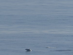 harbor porpoise I think- point fermin (1)