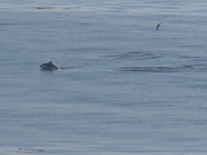 this and the next one are terrible pics but thinking maybe harbor porpoise bc of odd shaped beak