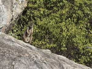 Herbert's Rock-wallaby