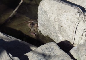 is this a house mouse-san joaquin marsh (1)
